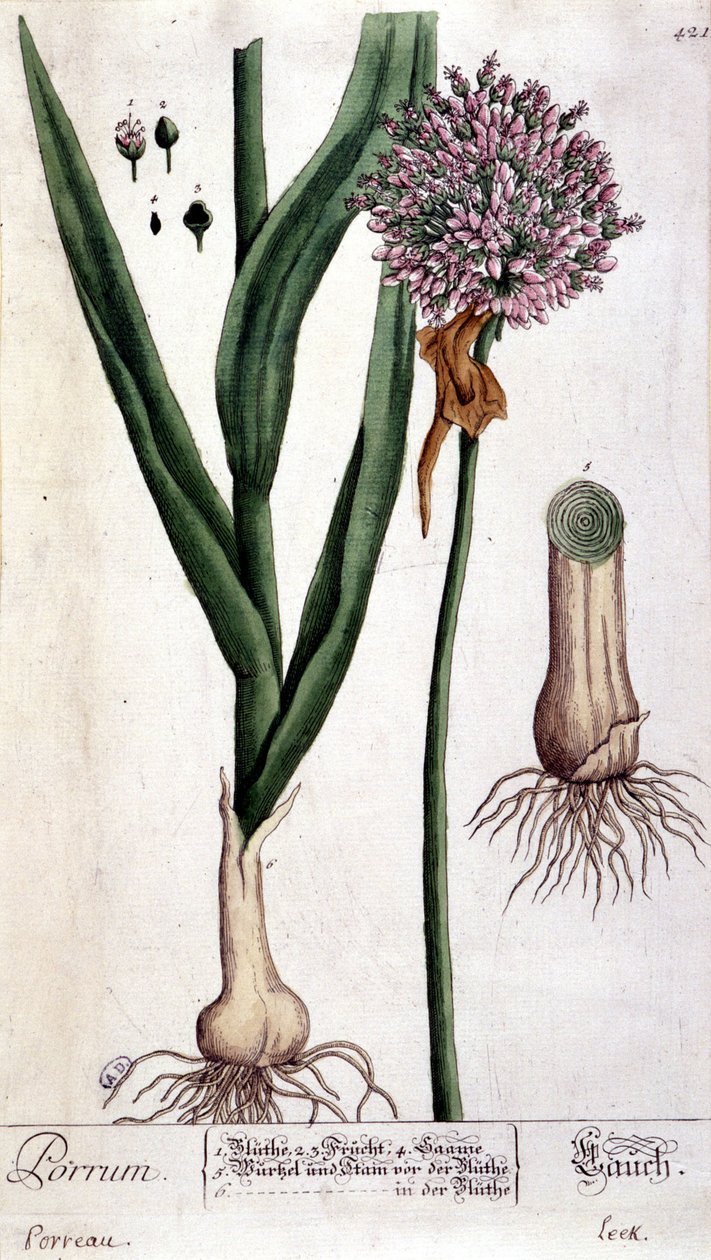 Porre - botanisk bord af Unknown artist