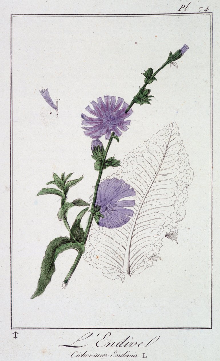 Endive (Cichorium Endivia) - i "Øvelser i botanik til brug for handlende", skrevet af J.C. Philibert, Imprimerie de Crapelet, Paris af Unknown artist