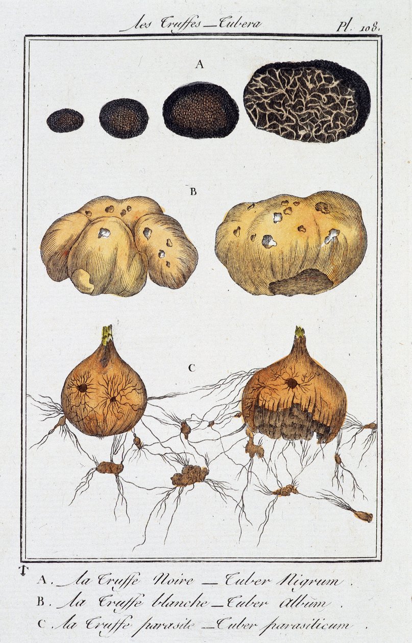 Trøfler (Tubera) - i "Botaniske øvelser for købmænd" skrevet af J.C. Philibert, Imprimerie de Crapelet, Paris af Unknown artist