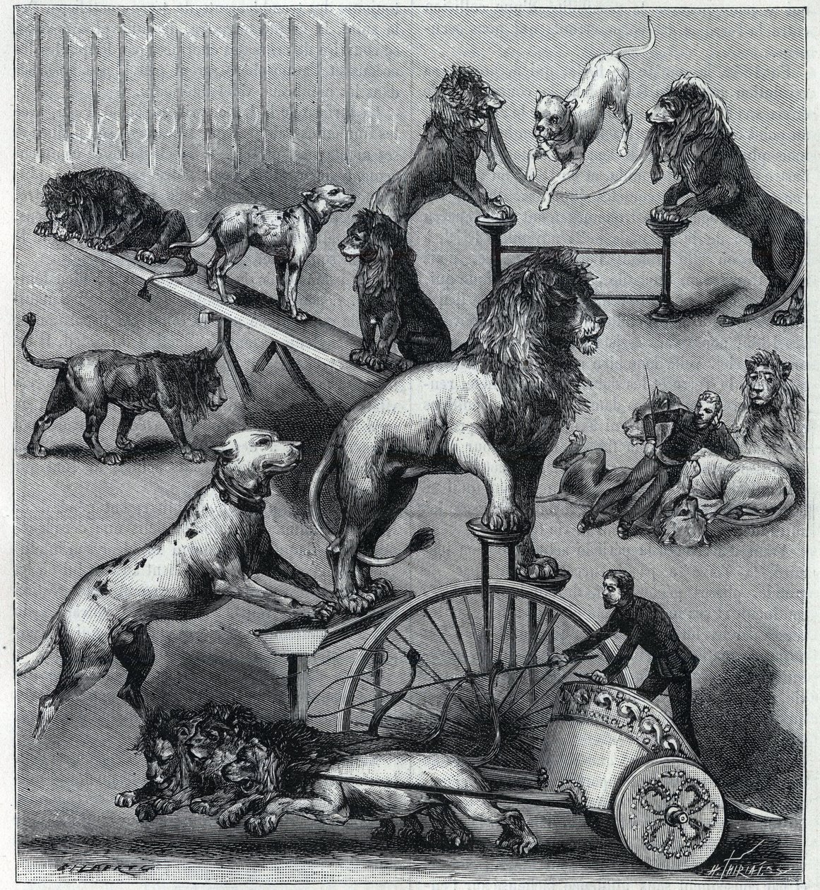 Les lions kjoler du Nouveau Cirque à Paris: forskellige tricks af et akrobatisk nummer med løver, tæmmere og hunde. Stik i ""La Nature"" 1890. Privat samling. af Unknown artist