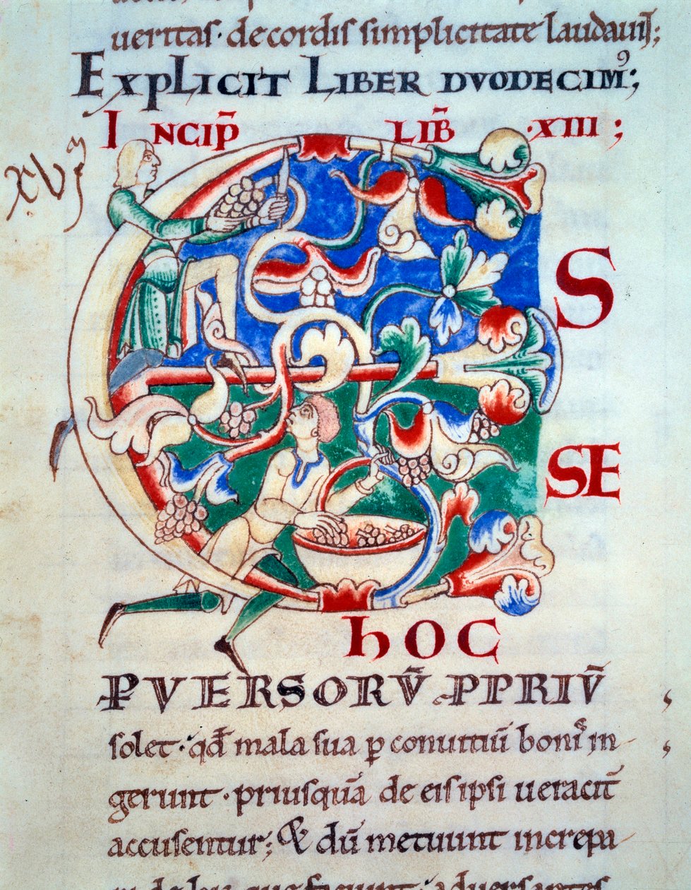 Lettrin C; en vin i begyndelsen af det 12. århundrede. Miniature af middelalderen. Manuskript "Moralia in Job"" fra Citeaux Abbey for Gregoire Pope I af Unknown artist