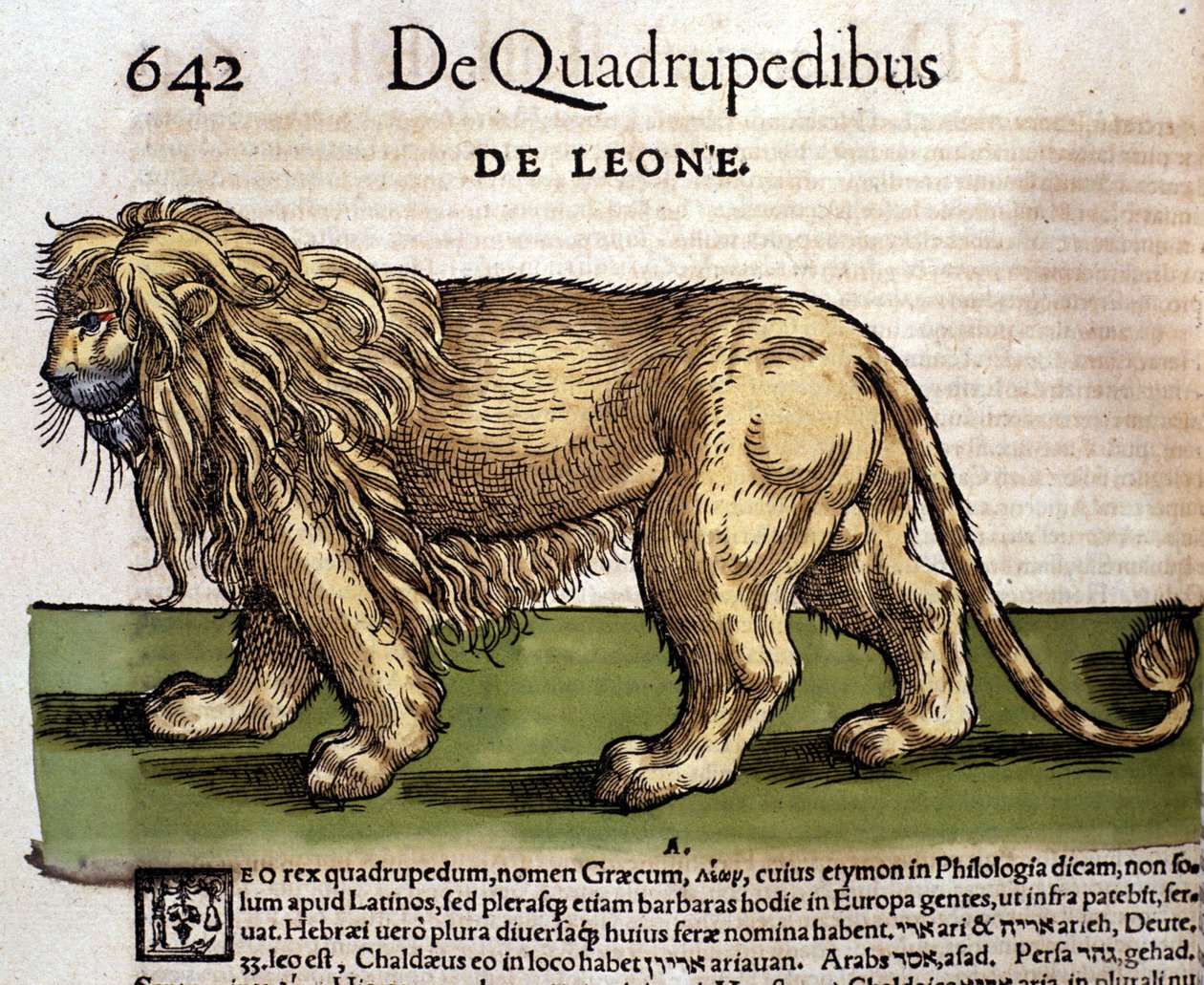 Løve efter Historia Animalium af Conrad Gesner, Tiguri 1560. Biblioteca nazionale Braidense. Milano af Unknown artist