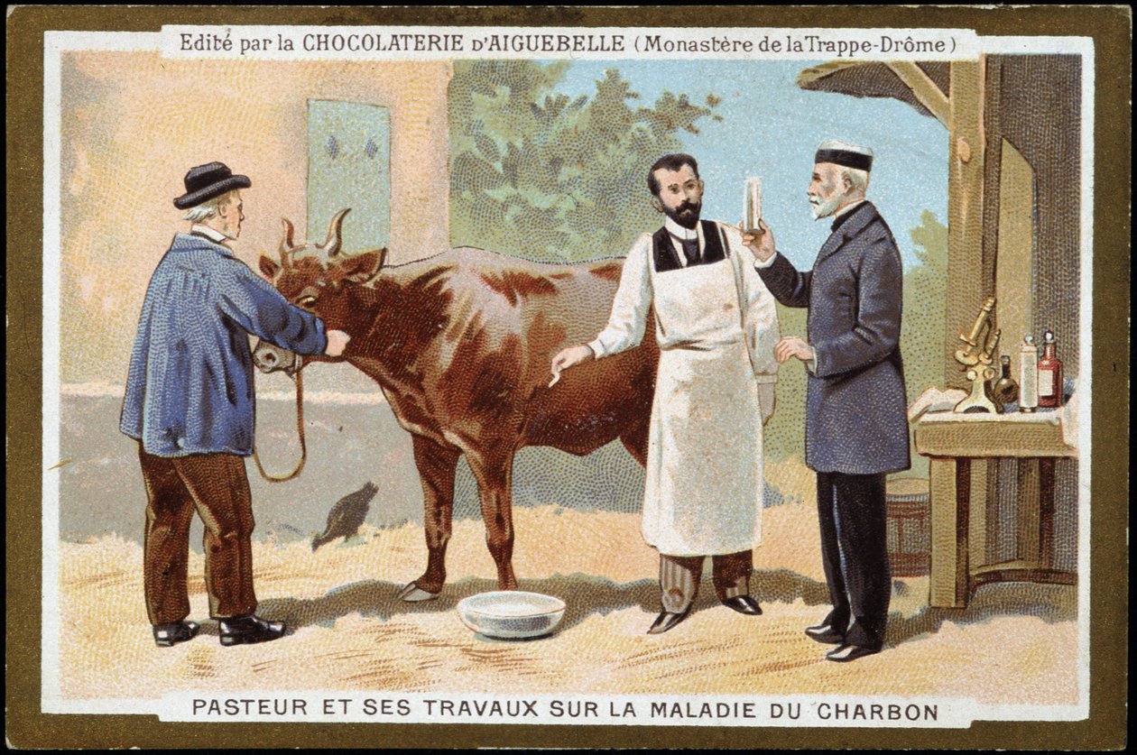 Louis Pasteur og hans arbejde med kulsygdom - reklamemærke fra Chocolats d