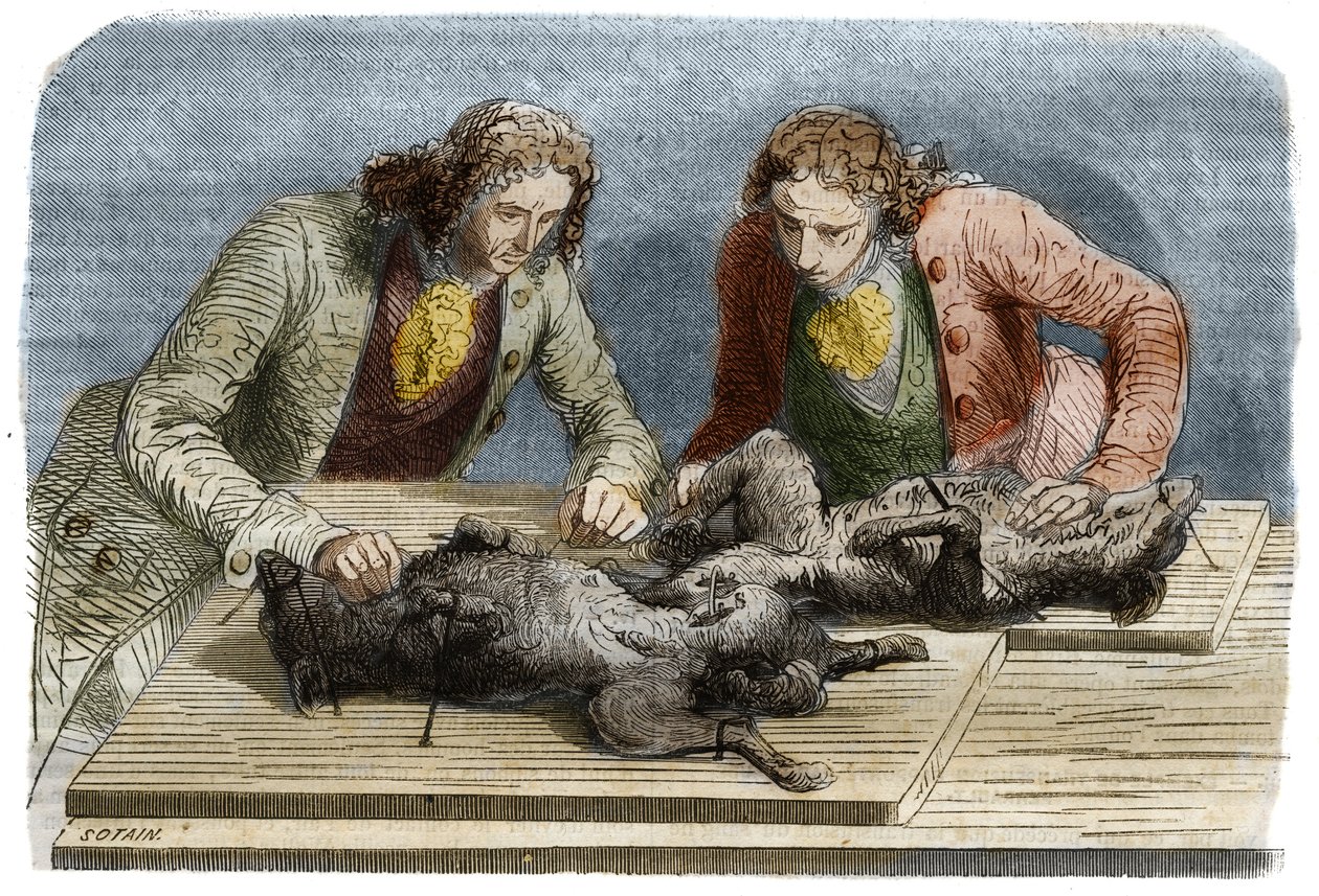 Medicinsk erfaring: blodtransfusion udført på to hunde i Paris i 1667. Indgravering fra 1857 efter tegning af Claude Perrault. af Unknown artist