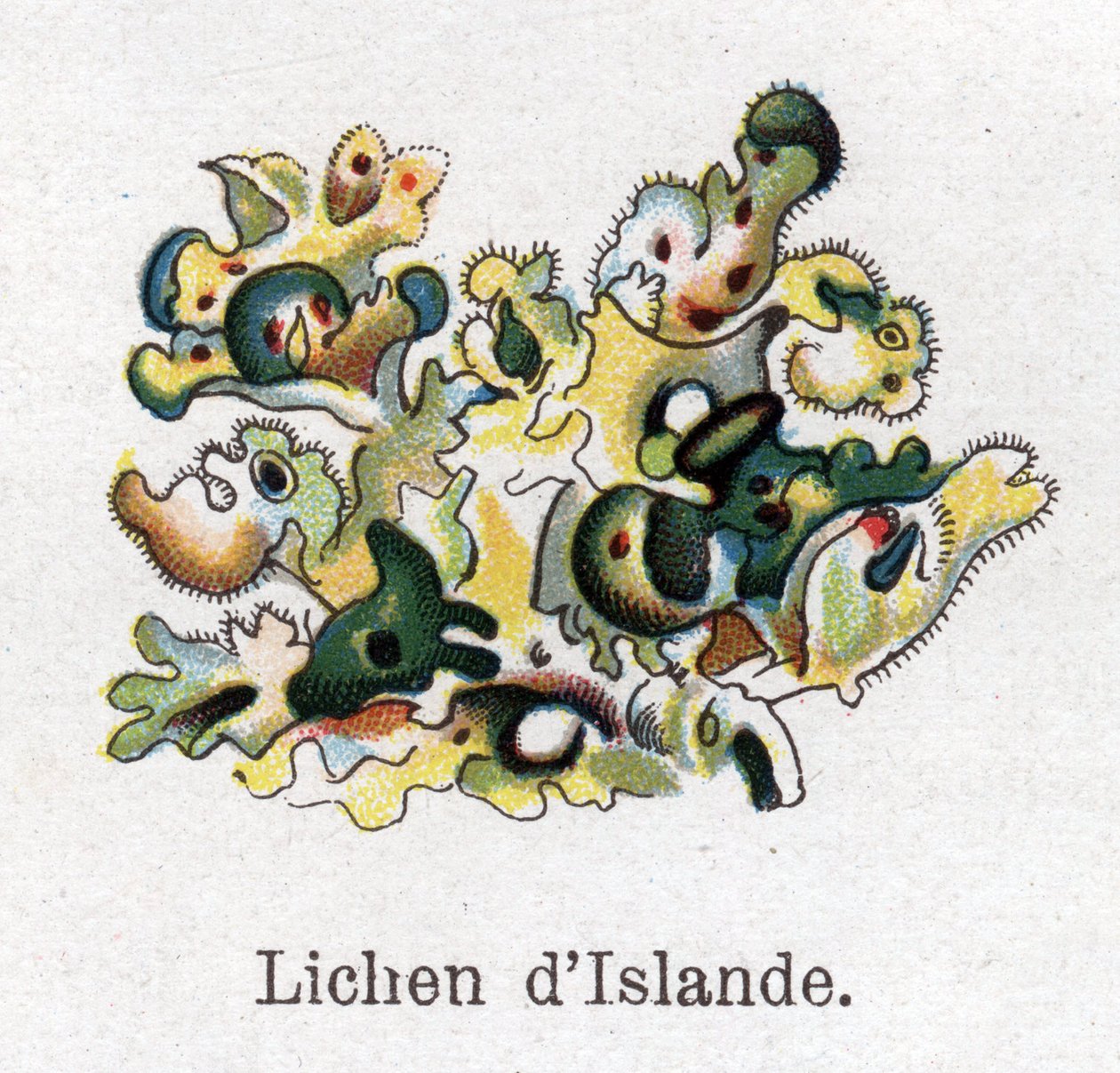 Læge- og fødevarebotaniske planter: Islandsk lav. Indgravering i "" La medication naturelle"", af Friedrich Eduard Bilz (1842-1922) af Unknown artist