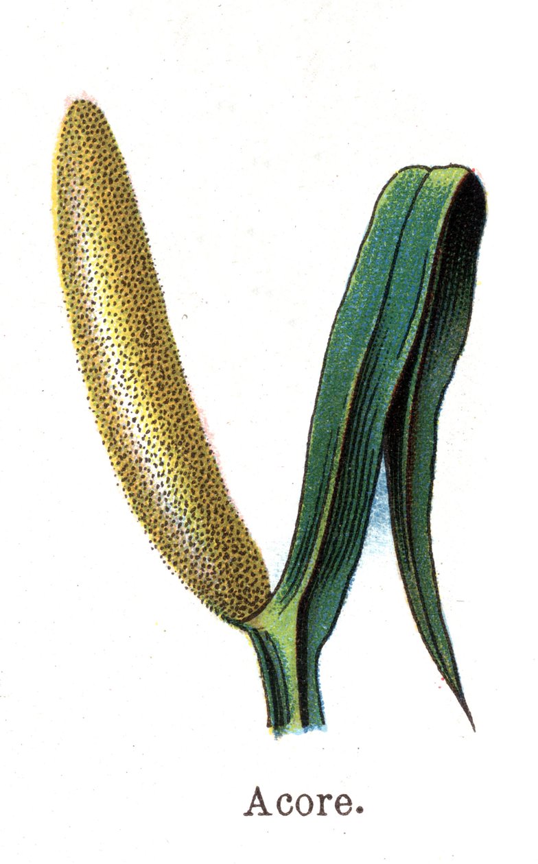 Medicinske og fødevarer botaniske planter: acore. Indgravering i "" La medication naturelle"", af Friedrich Eduard Bilz (1842-1922) af Unknown artist