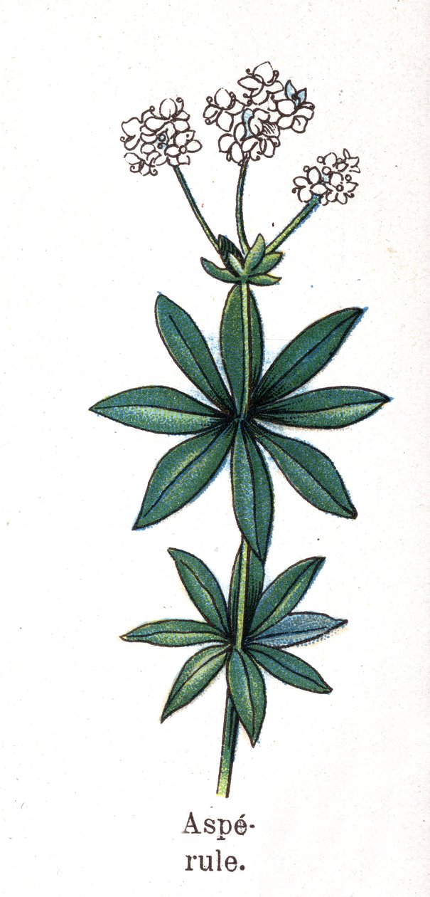 Medicinske og fødevarer botaniske planter: asperula. Indgravering i "" La medication naturelle"", af Friedrich Eduard Bilz (1842-1922) af Unknown artist