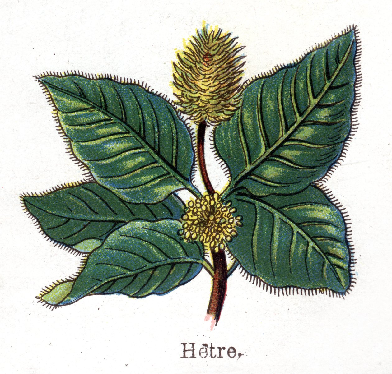 Medicinske og fødevarer botaniske planter: bøg. Indgravering i "" La medication naturelle"", af Friedrich Eduard Bilz (1842-1922) af Unknown artist