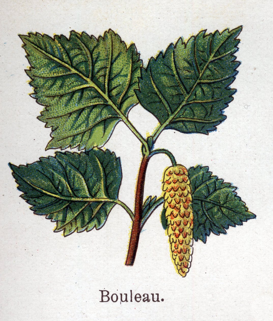 Medicinske og fødevarer botaniske planter: birk. Indgravering i "" La medication naturelle"", af Friedrich Eduard Bilz (1842-1922) af Unknown artist