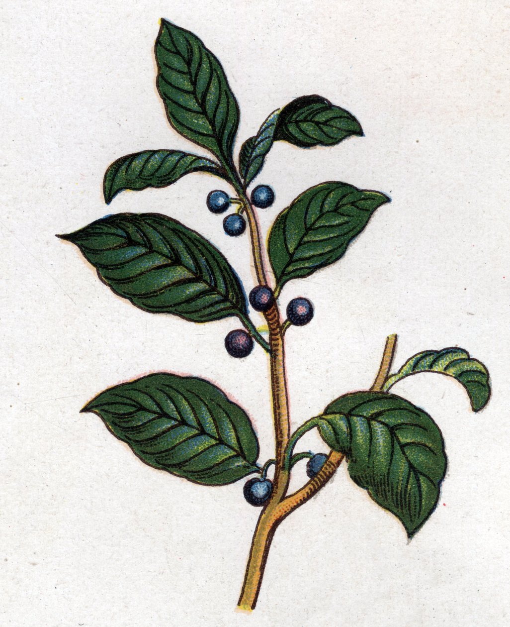 Medicinske og fødevarer botaniske planter: havtorn. Indgravering i "" La medication naturelle"", af Friedrich Eduard Bilz (1842-1922) af Unknown artist