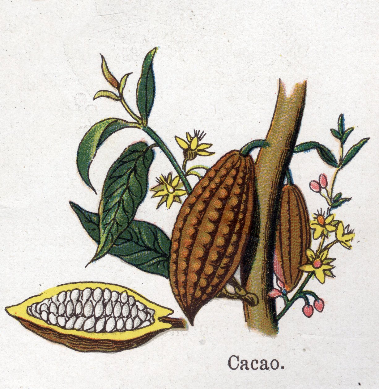 Medicinske og fødevarer botaniske planter: kakao. Indgravering i "" La medication naturelle"", af Friedrich Eduard Bilz (1842-1922) af Unknown artist