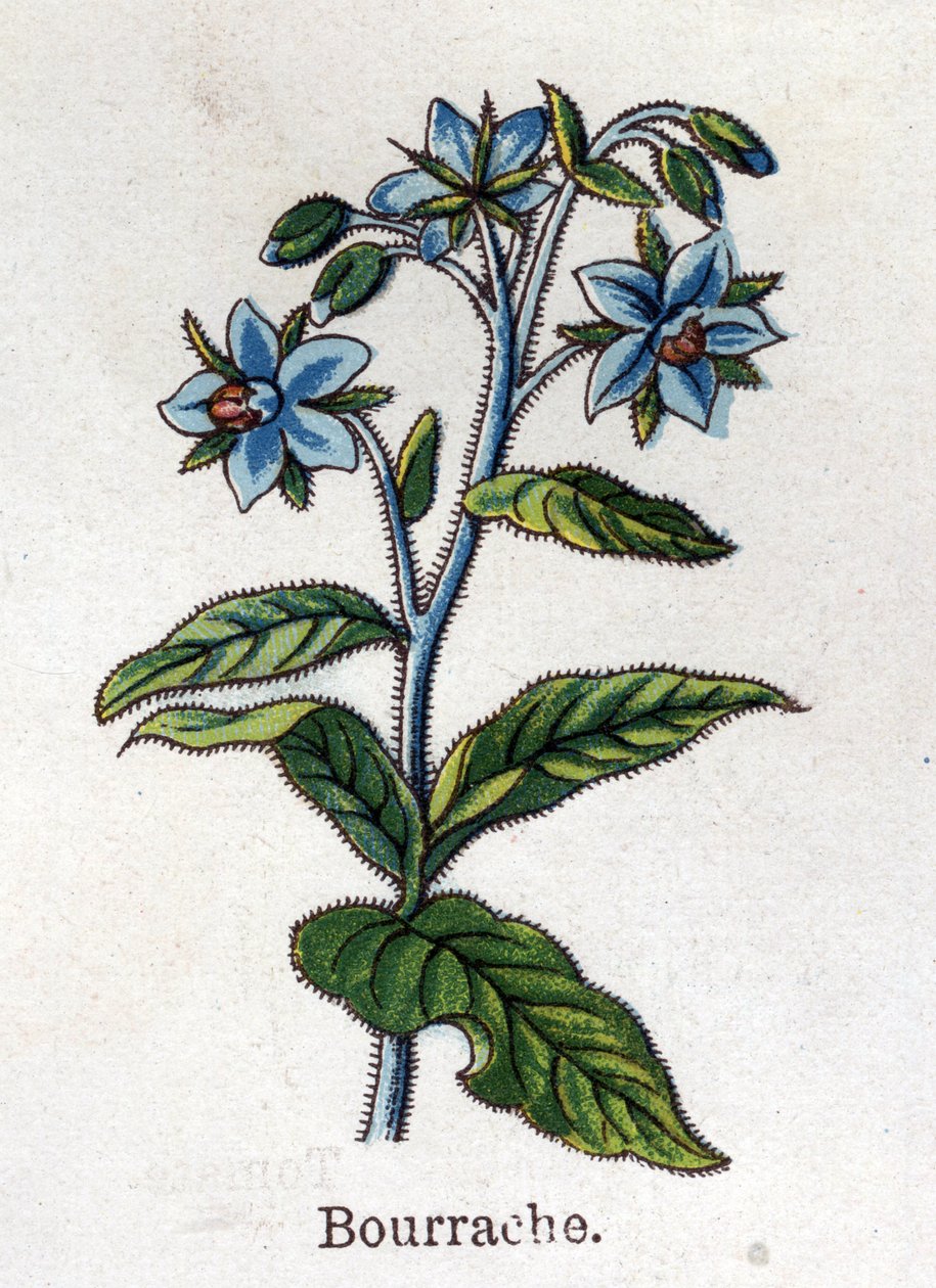 Medicinske og fødevarer botaniske planter: tranebær. Indgravering i "" La medication naturelle"", af Friedrich Eduard Bilz (1842-1922) af Unknown artist