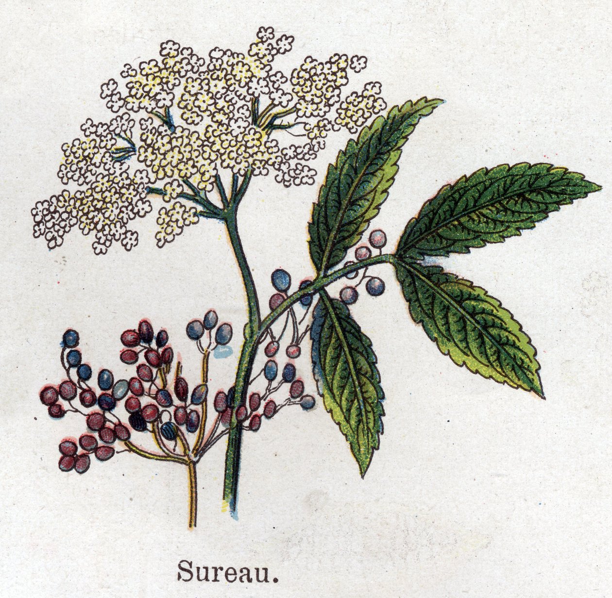 Medicinske og fødevarer botaniske planter: hyldebær. Indgravering i "" La medication naturelle"", af Friedrich Eduard Bilz (1842-1922) af Unknown artist