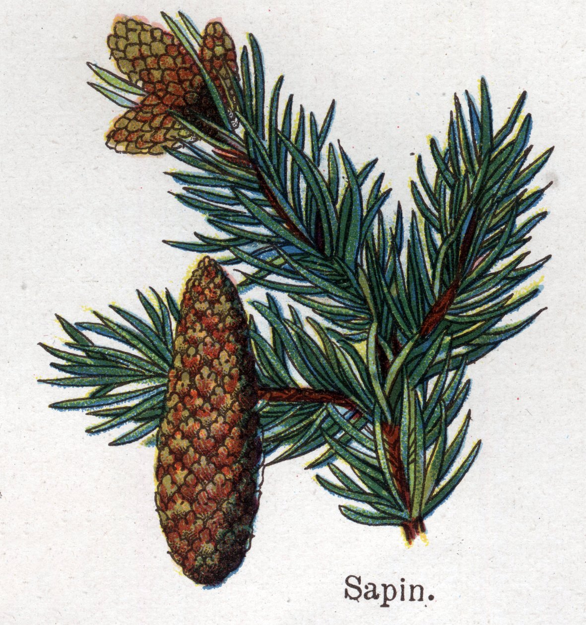 Medicinske og fødevarer botaniske planter: gran. Indgravering i "" La medication naturelle"", af Friedrich Eduard Bilz (1842-1922) af Unknown artist