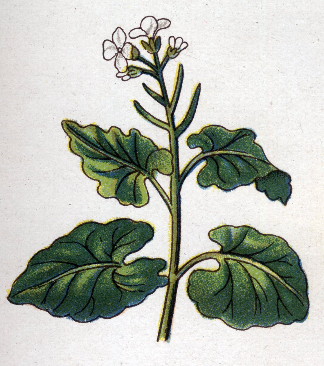 Medicinske og fødevarer botaniske planter: urt med sangere. Indgravering i "" La medication naturelle"", af Friedrich Eduard Bilz (1842-1922) af Unknown artist