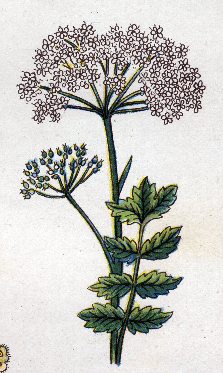 Medicinske og fødevarer botaniske planter: stor lokalitet. Indgravering i "" La medication naturelle"", af Friedrich Eduard Bilz (1842-1922) af Unknown artist