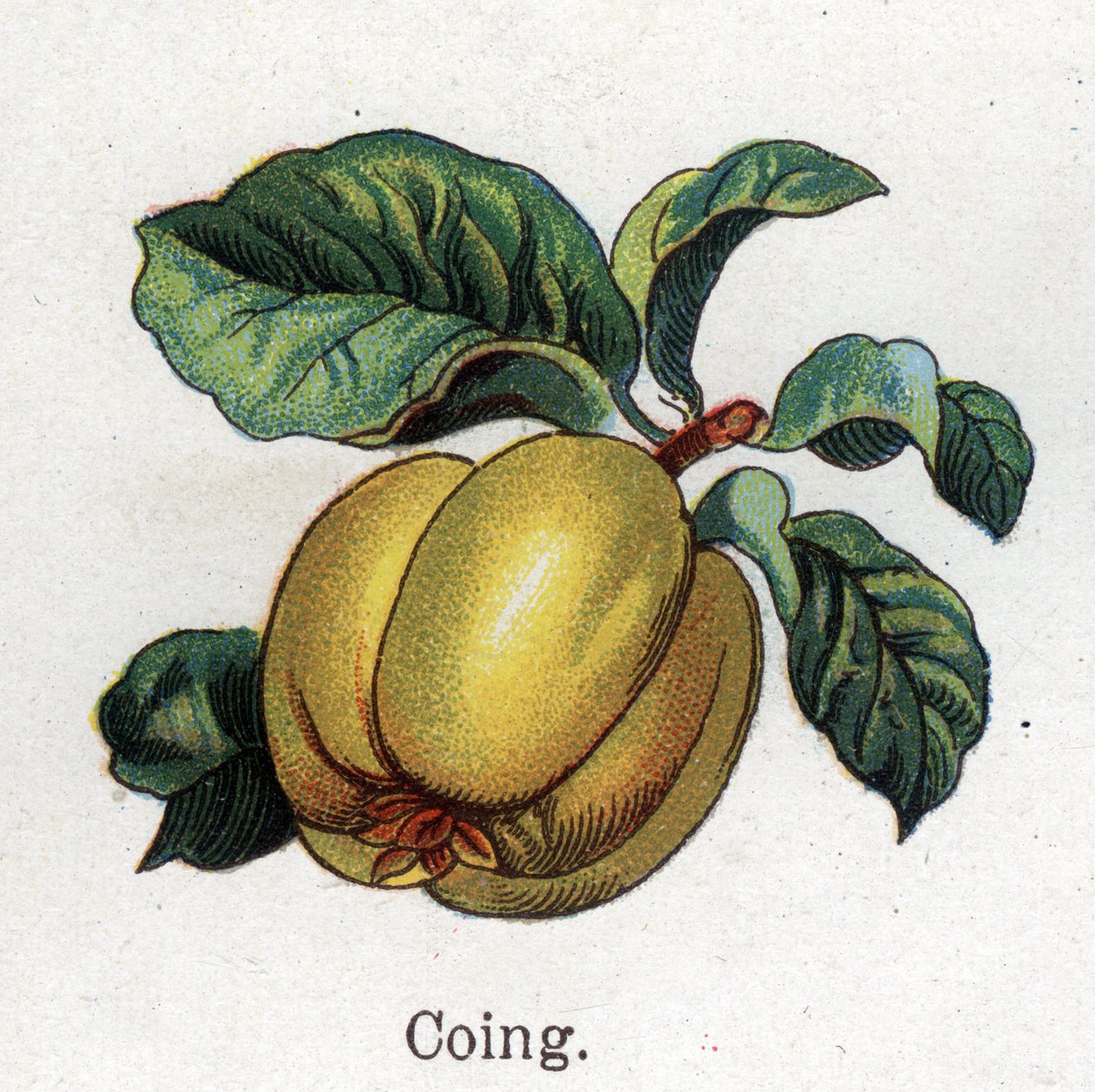 Medicinske og fødevarer botaniske planter: kvæde. Indgravering i "" La medication naturelle"", af Friedrich Eduard Bilz (1842-1922) af Unknown artist