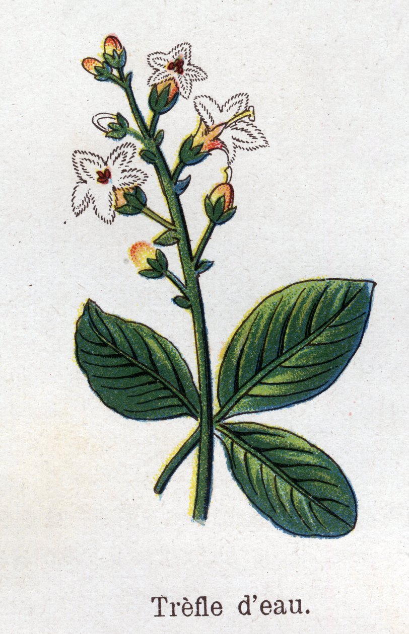 Medicinske og fødevarer botaniske planter: vand kløver. Indgravering i "" La medication naturelle"", af Friedrich Eduard Bilz (1842-1922) af Unknown artist