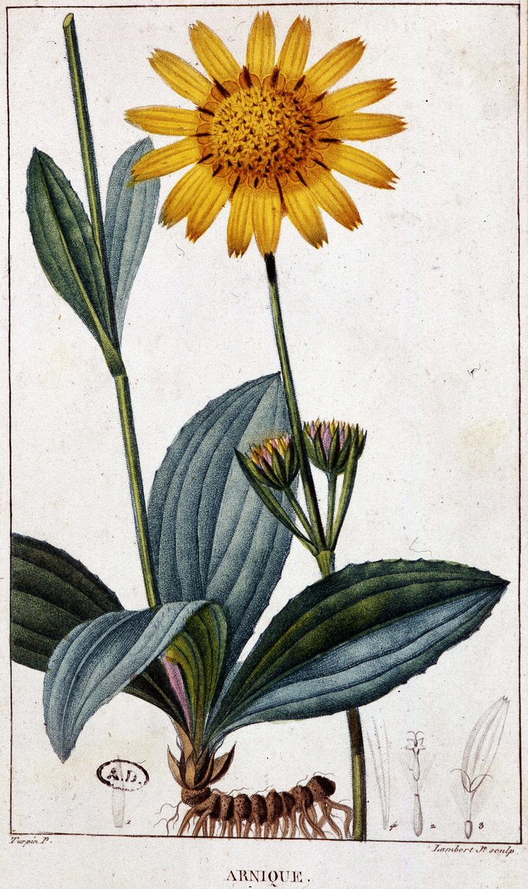 Lægeplante: Arnic (eller arnica) - botanisk bord, slutningen af det 19. århundrede. af Unknown artist