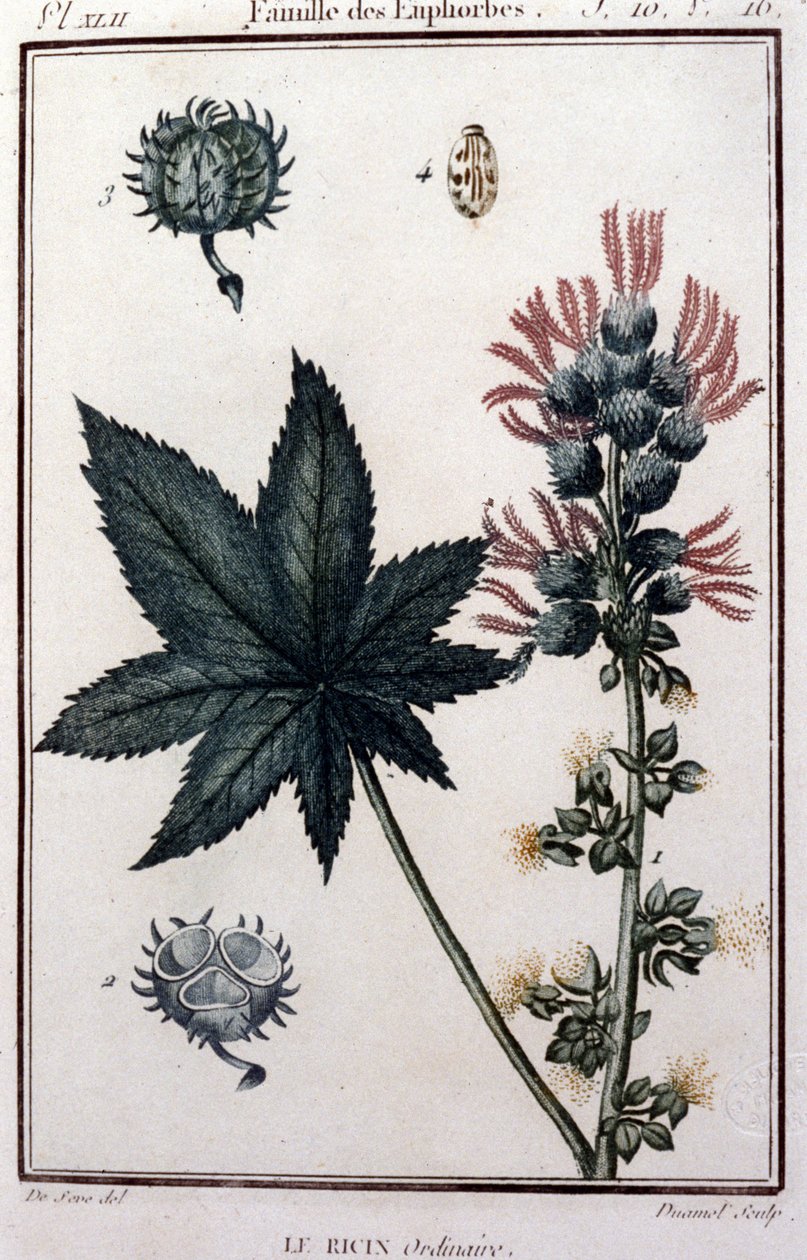 Lægeplanter: almindeligt castor. Euforisk familie. Botanisk bestyrelse fra det 19. århundrede af Unknown artist