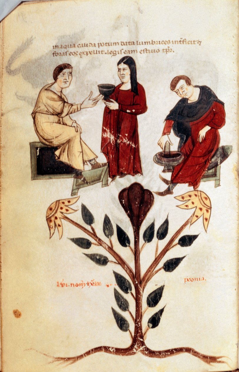 Medicin: forberedelse af en urtepotion (pæon). Miniature taget fra "" De diversis herbis"" af Hippokrates den Store eller Hippokrates fra Cos (460-370 f.Kr.) græsk læge af Unknown artist