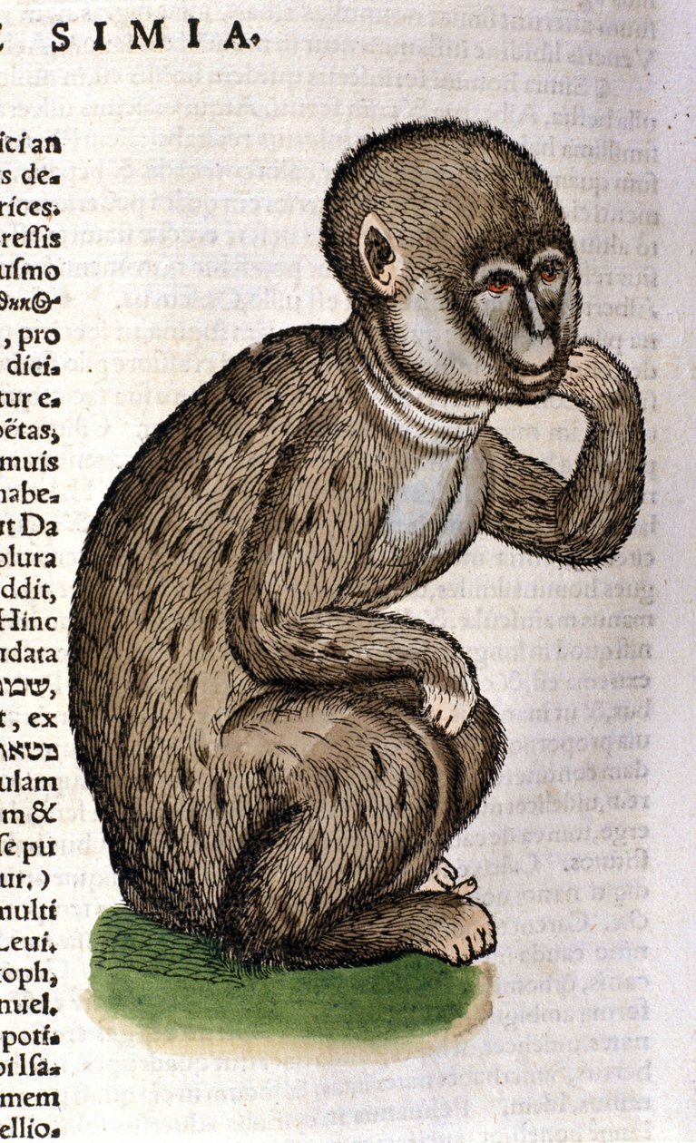 Abe efter Historia Animalium af Conrad Gesner, Tiguri 1560. Biblioteca nazionale Braidense. Milano af Unknown artist