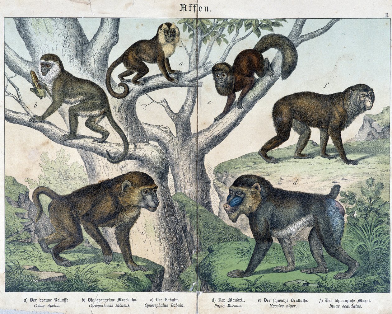 Aber: aber... - i "" Naturhistorier om pattedyr"", red. Schreiber af Unknown artist