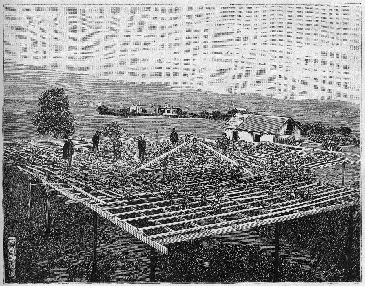 Montecito Vineyard i Californien i 1888. i "Nature" fra 1888. af Unknown artist