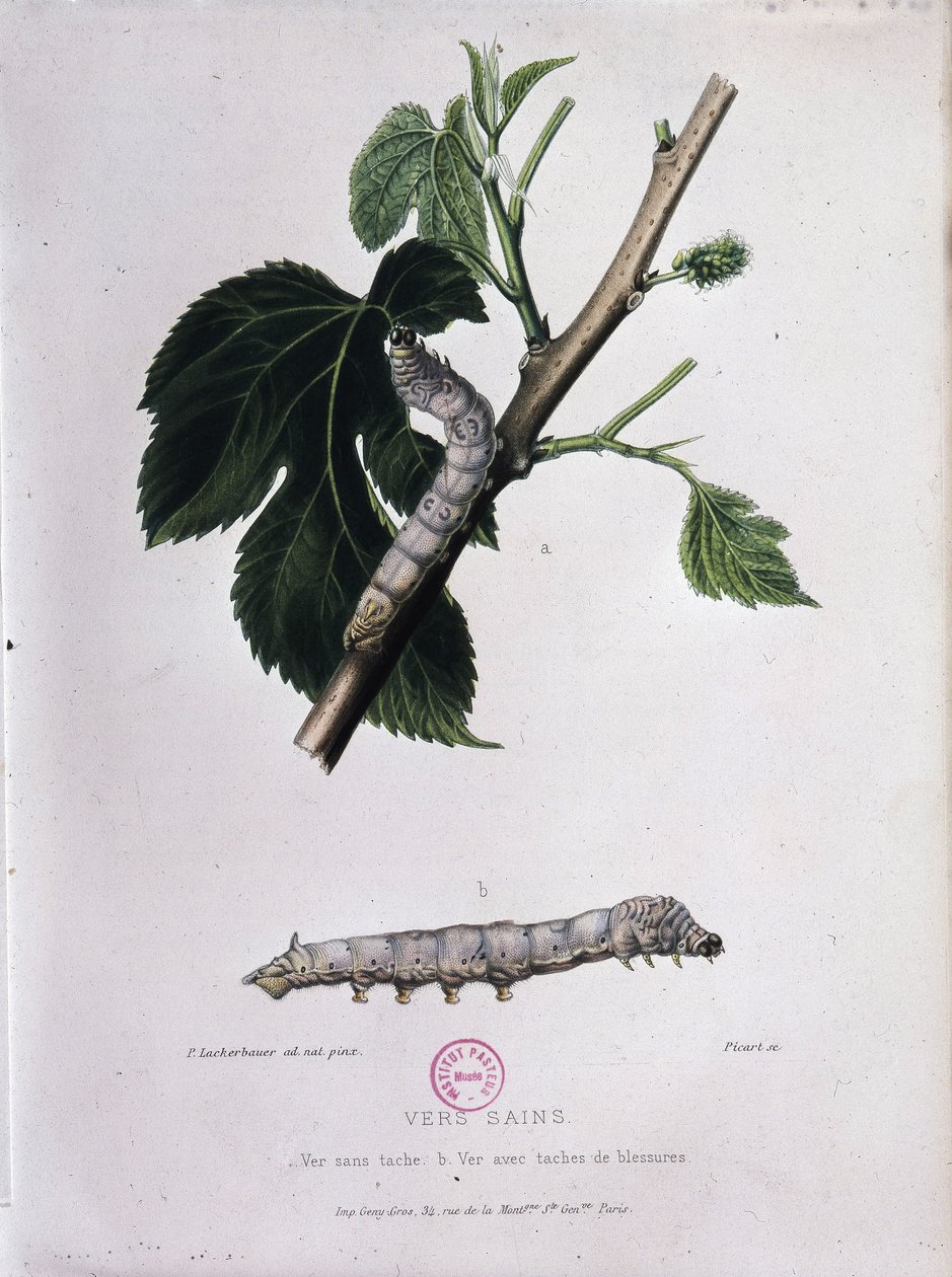 Morbær og silkeorm - Study of Pasteur af Unknown artist