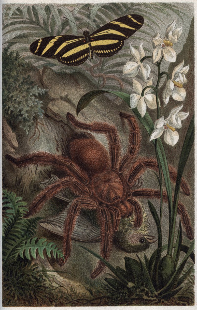 Mygalomorphae (Orthognatha) - gravering fra "" Brehms Dyreliv" af Alfred Edmund Brehm (1829-1884) af Unknown artist