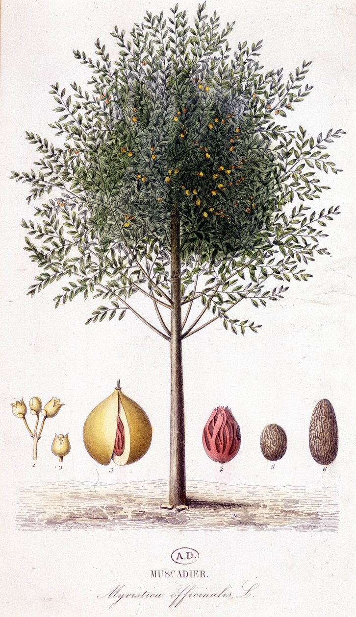 Duftende Myristic - Muscadier (Myristica officinalis). botanisk tavle af Unknown artist