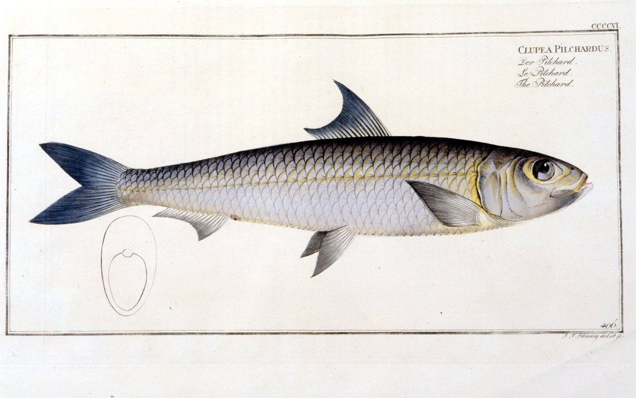 Naturhistorisk plade: Pilcharden efter Blochs "Ichtiology". Indgravering af det 19. århundrede. af Unknown artist