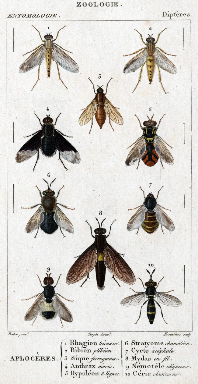 Naturhistorisk bestyrelse. Entomologi. Dipteres familie. Aploceres: 1. Rhagion bøg; 2. Plebeien bion; 3. Ferruginous Sic; 4 Miltbrand morio; 5. Hypoleon 63 linjer; 6. Stratyome kamæleon; 7; Cyrte acephal; 8. Mydas i tråd; 9. Utiginøs nemotele; 10. clavicor af Unknown artist