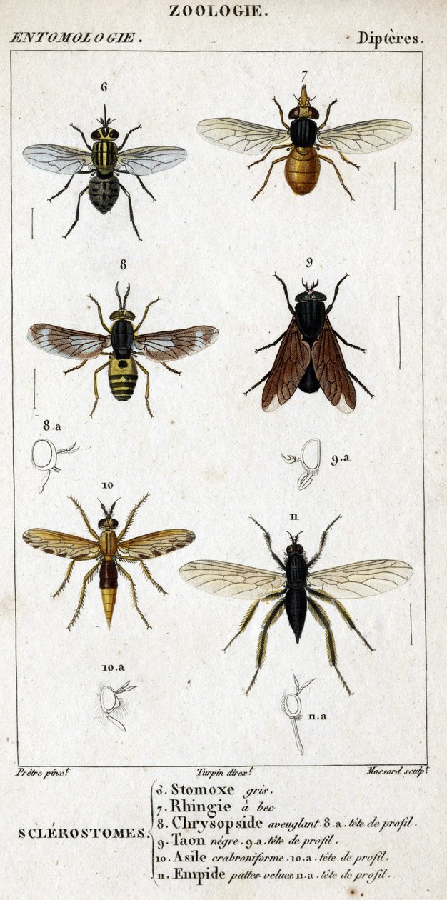 Naturhistorisk bestyrelse. Entomologi. Dipteres familie. Sclerostomer: 6. Grå stomox; 7. Næb rhingia; 8. Blindende Chrysopside; 8a. profil hoved; 9. Taon negre; 9a. leder af profil; 10. Crabroniforme asyl; 10a. leder af profil; 11. Emboid behårede ben; n.a af Unknown artist