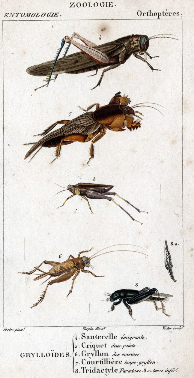 Naturhistorisk bestyrelse. Entomologi. Familie af ortoptere. Grylloides: 4. Udvandrende græshoppe; 5. Græshoppe to point; 6. Gryllon fra køkkenerne; 7. Gryllon mol bouillon; 8. Tridactyl paradoks; 8a. ringere tarsus. af Unknown artist