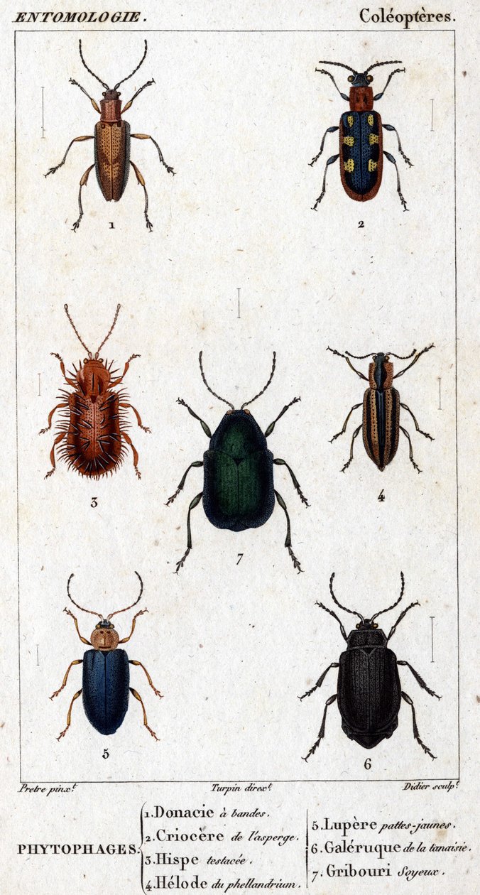 Naturhistorisk bestyrelse. Entomologi. Coleopteres familie. Phytophages: 1. Bånded donacia; 2. Asparges criocere; 3. Hisp testet; 4. Phellandrium helode; 5. Lupere gule ben; 6. Tansy galleri; 7. Silkeagtig doodle. af Unknown artist