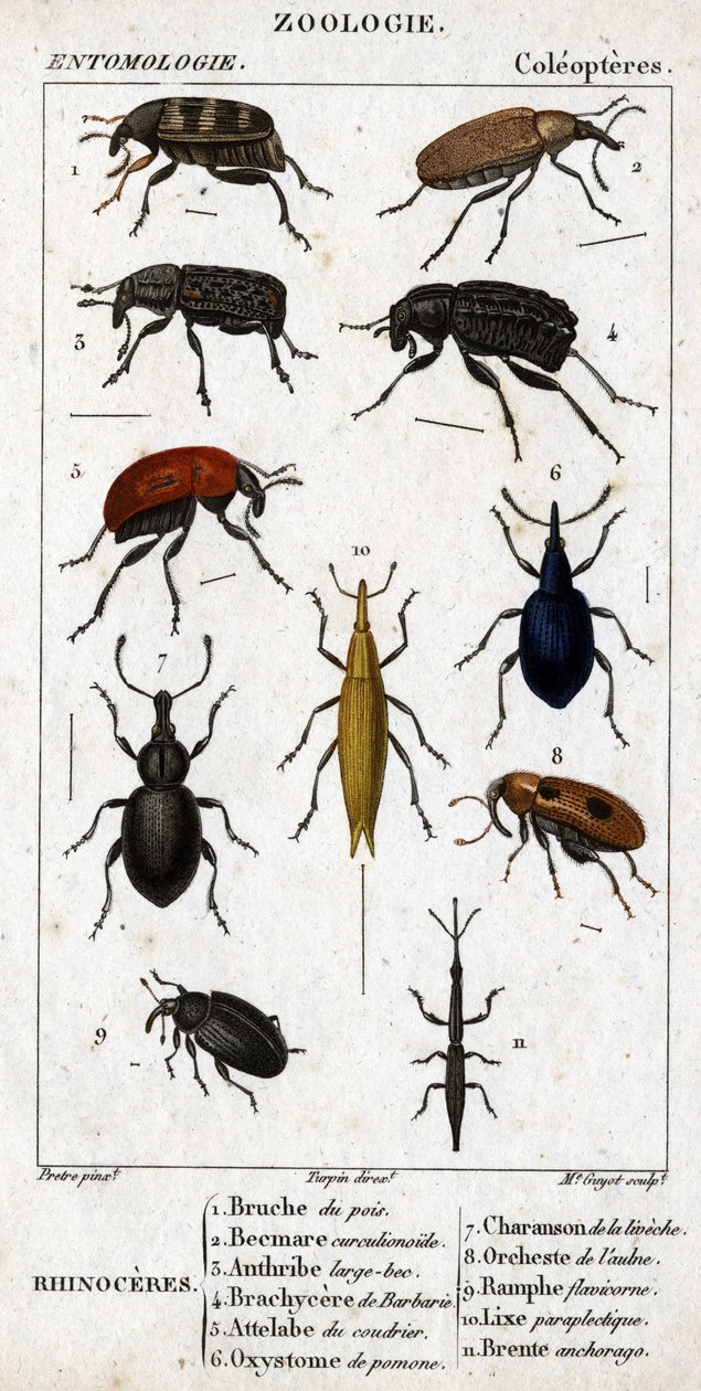 Naturhistorisk bestyrelse. Entomologi. Coleopteres familie. Næsehorn: 1. Ærtebruche; 2. Beemare curculionoid; 3. Anthribe stort næb; 4. stikkende Brachycere; 5. Coudrierens Attelabra; 6. Pomone oxystoma; 7. Liveche charanson; 8. Alderorkester; 9. af Unknown artist