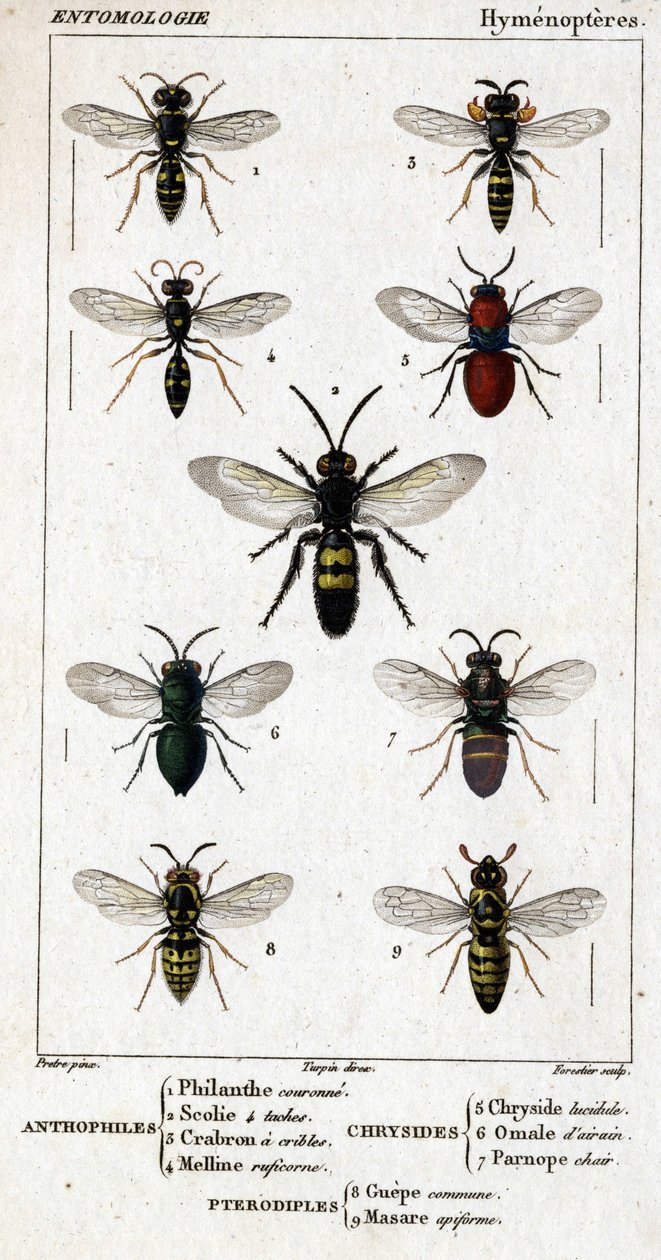 Naturhistorisk bestyrelse. Entomologi. Hymenopteres familie. Anthophiles: 1. Filanth krone; 2. Scoile 4 pletter; 3. Screening crabron; 4 Melline ruficorne. Chryside: 5. Lysende Chryside; 6. Hjerne Omalum; 7. Parnope kød. Pterodiples: 8. fællesareal; 9. Mas af Unknown artist