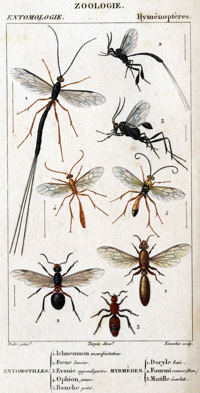 Naturhistorisk bestyrelse. Entomologi. Hymenopteres familie. Entomotiller: 1. Inchneumon demonstrant; 2. Foene lancier; 3. Evanie appendigastre; 4. Gul ophion; 5. Hvidmalet. Myrmeges: 1. Doryle bugt; 2. Forsynet rødhåret (Fem.) 3. Ecarlate mutille. af Unknown artist