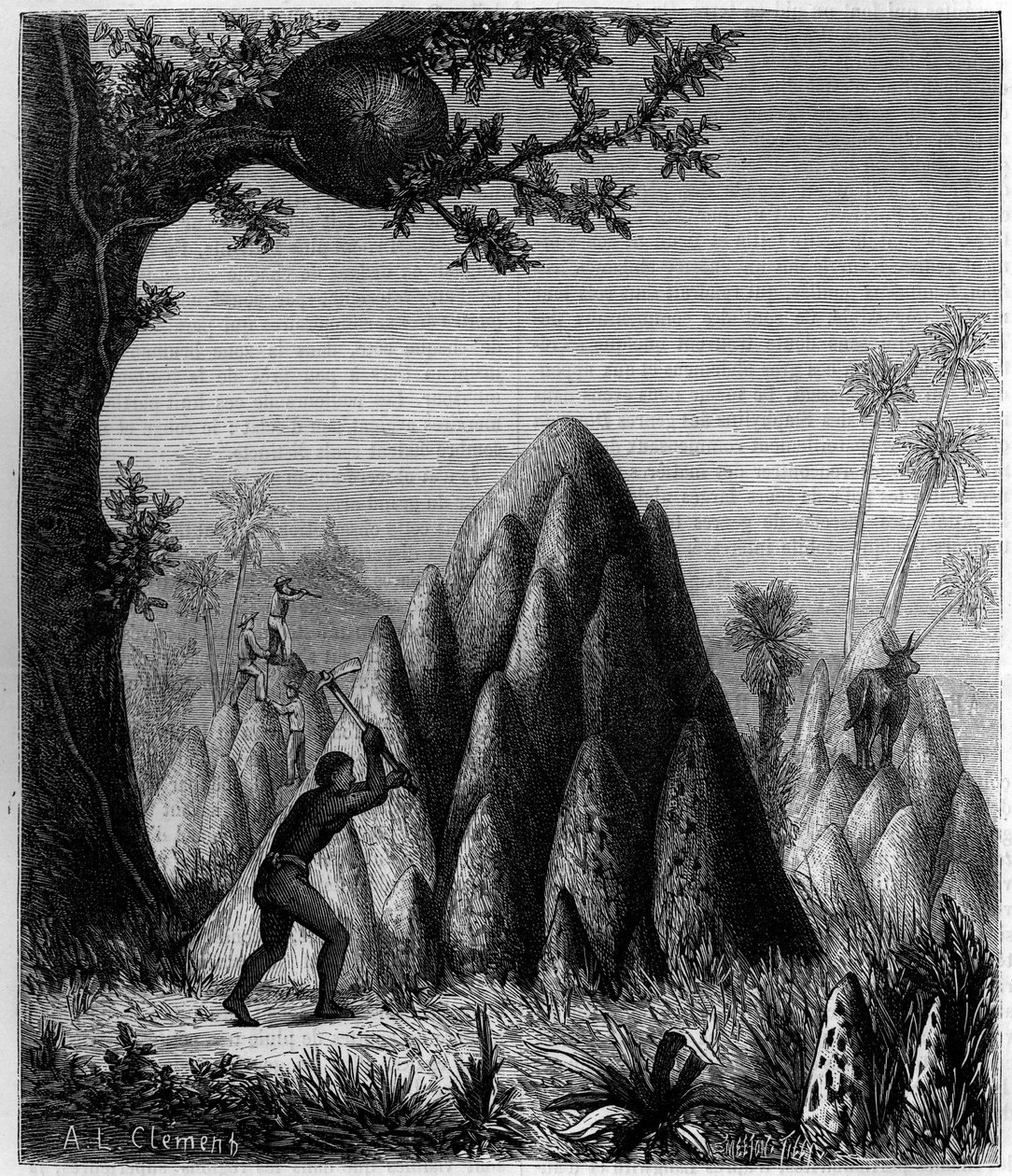 Reder af den "krigsagtige termit" og "træernes termit"" i Afrika. Indgravering i "" La Nature: revue des sciences et de leurs applications aux arts et a l