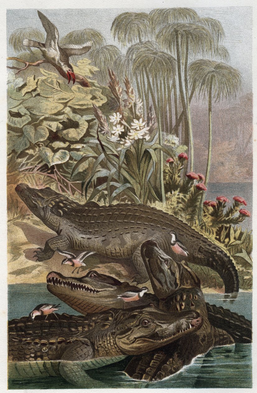 Nilkrokodillen - Nilkrokodillen (Crocodylus niloticus) - gravering fra "" Brehms Dyreliv"" af Alfred Edmund Brehm (1829-1884) af Unknown artist
