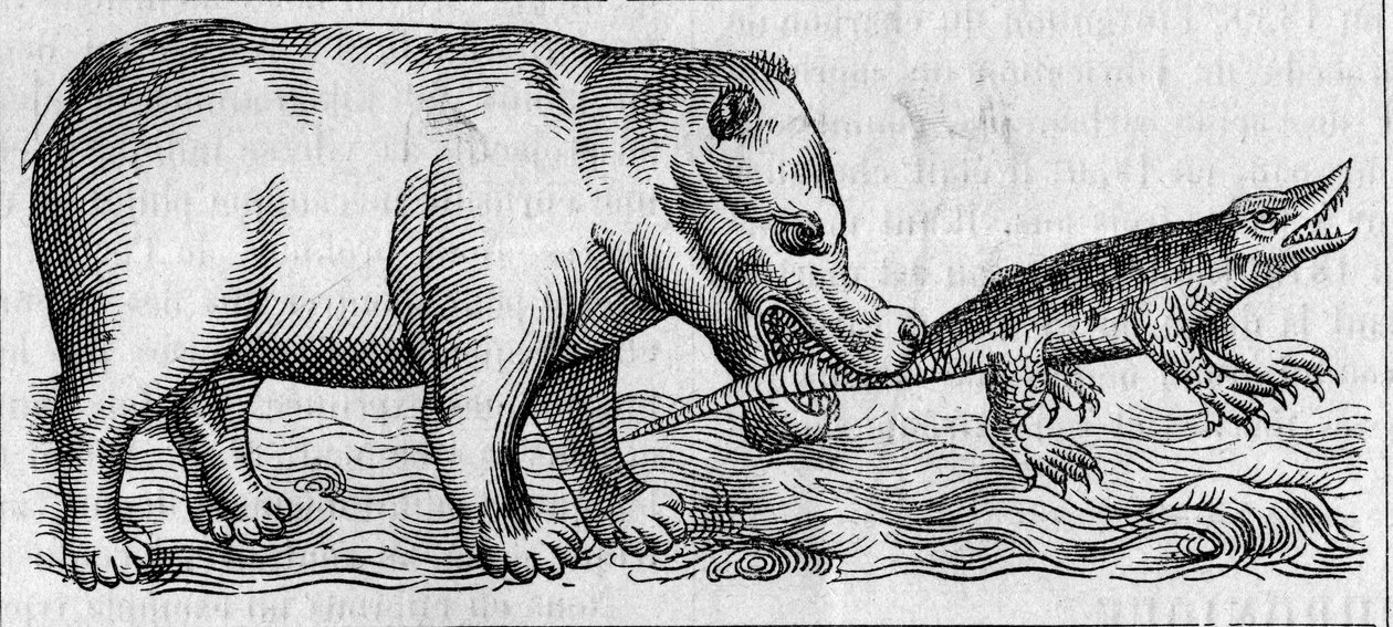 Nilen flodhest. (Efter Pierre Belon af Unknown artist