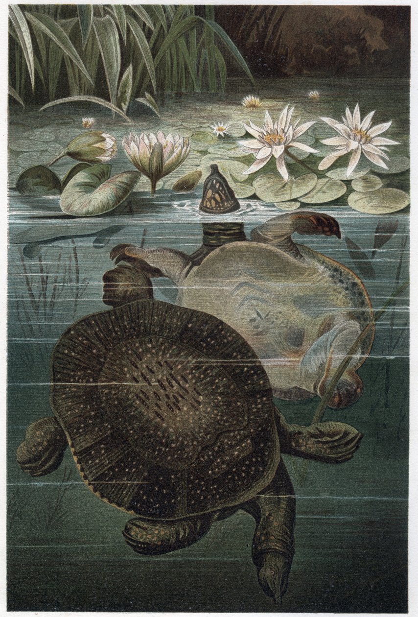 Nile Softshell Turtle - Den afrikanske softshellskildpadde eller Nile softshellskildpadde (Trionyx triunguis) - gravering fra "" Brehms Dyreliv"" af Alfred Edmund Brehm (1829-1884) af Unknown artist