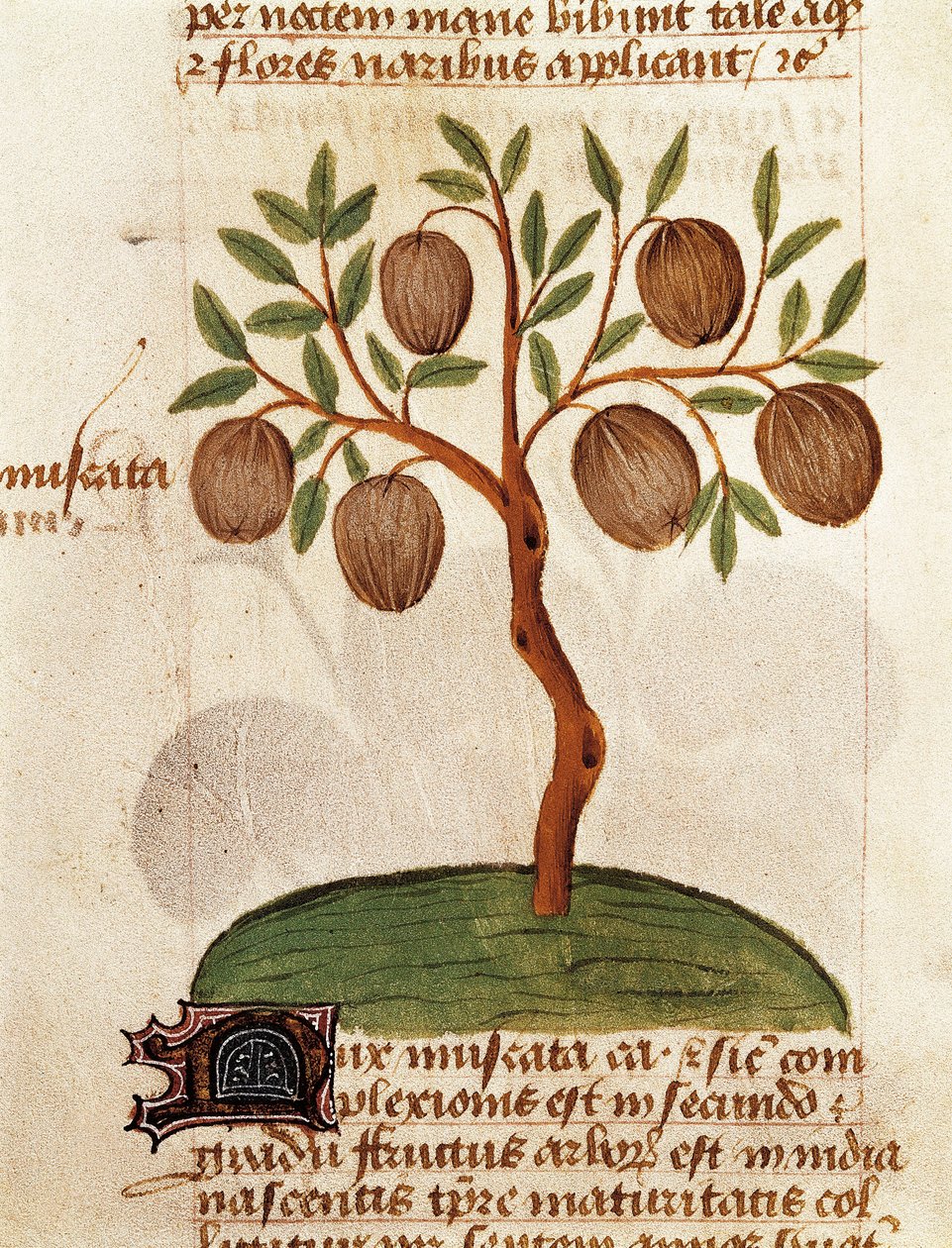 Muskatnød, Beskrivelse af lægeplanter og hvordan man tilbereder dem. Side fra manuskriptet "Afhandling om urter" (Tractatus de herbis) af Pedanius Dioscorides af Unknown artist