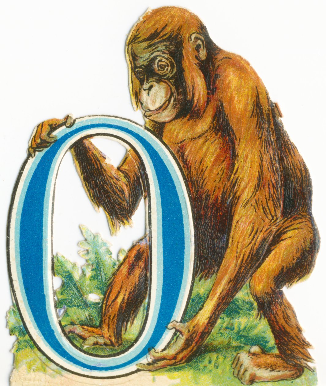 O: Orangutang af Unknown artist