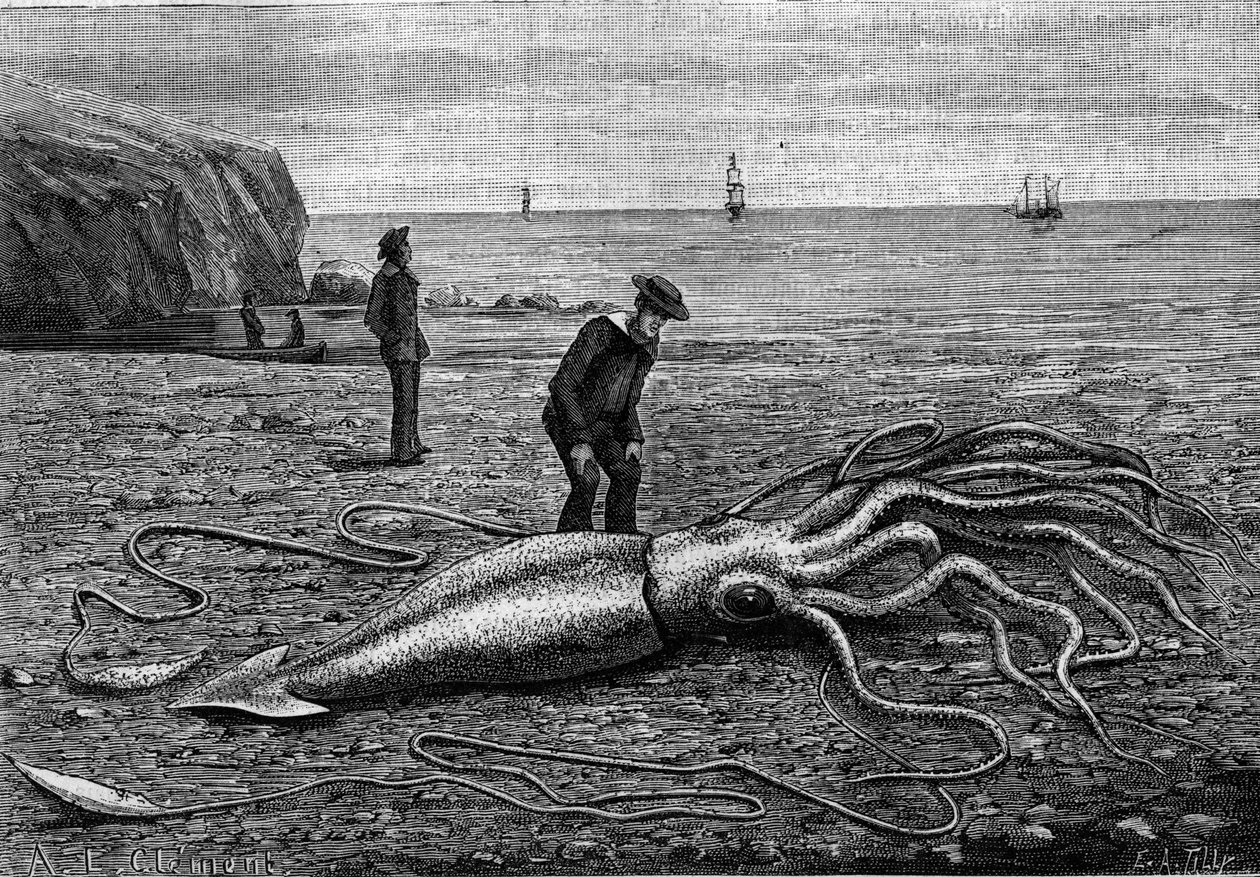Blæksprutte fra Newfoundlands kyst, Newfoundland: "" Architeuthis princeps "". Indgravering i "" La Nature: revue des sciences et de leurs applications aux arts et a l