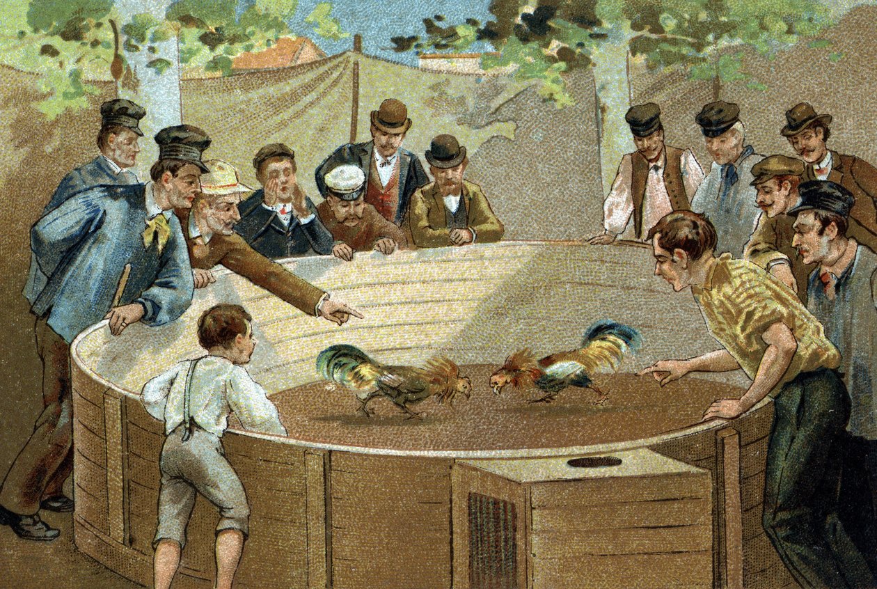 Gammel skik, der fejres i regionen Flandern: Hanekamp. Kromolitografi i slutningen af det 19. århundrede. af Unknown artist