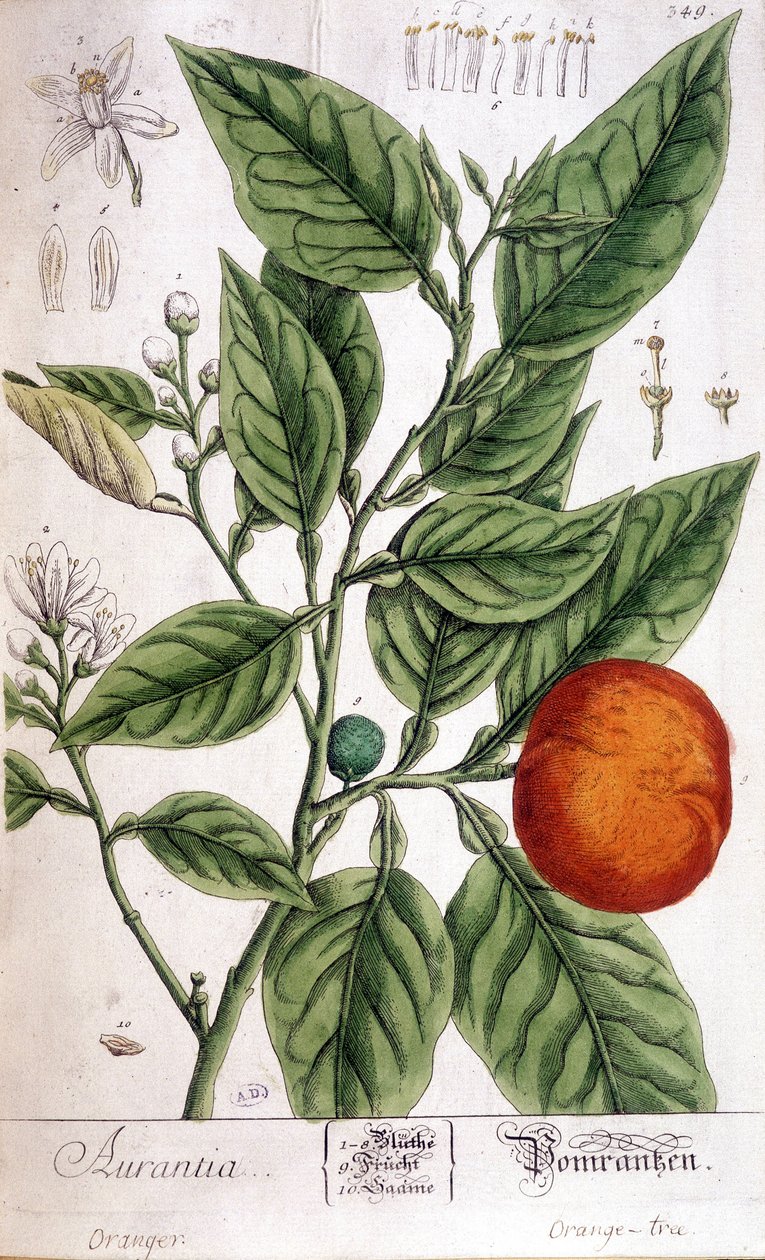 Orange (Aurentia) - Arts Deco af Unknown artist