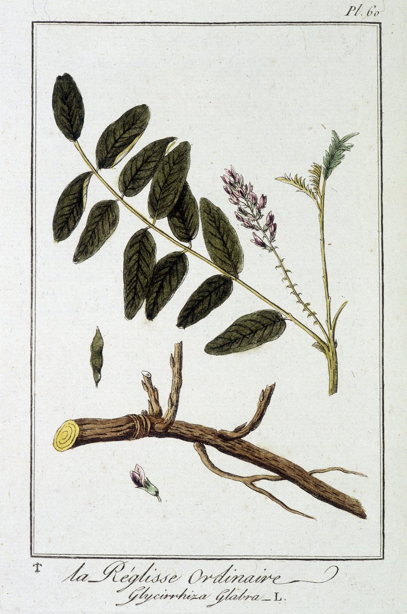 Almindelig liquisse (Glycyrrhiza glabra) - i "Exercices in botany for the use of traders", redigeret af J.C. Philibert, Imprimerie de Crapelet, Paris af Unknown artist