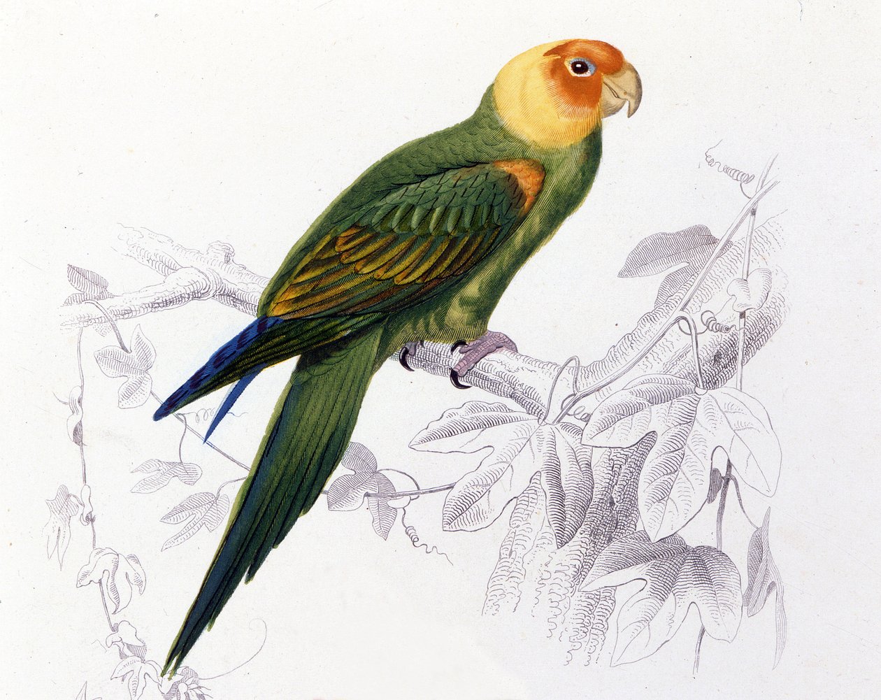 Ornitologi: Carolina papegøje. (Psittacus carolinensis) af Unknown artist